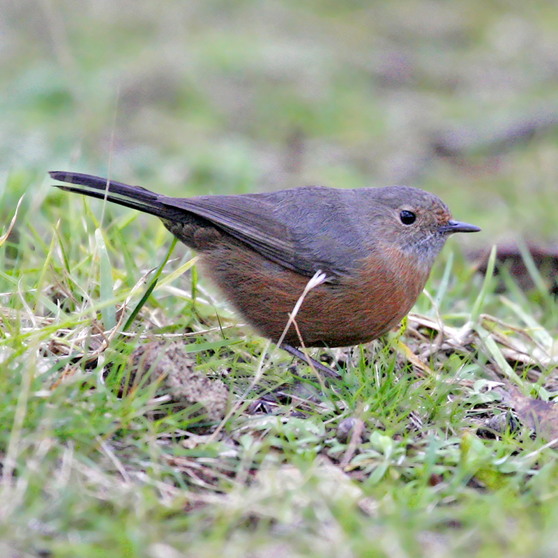 Rock Warbler (NSW's only endemic bird)