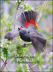 Beautiful Firetail