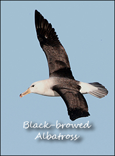 Black-browed Albatross