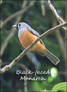 Black-faced Monarch