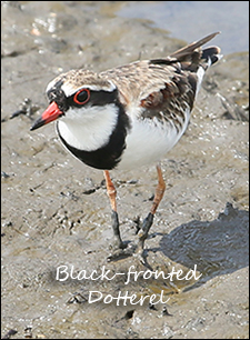 Black-fronted Dotterel