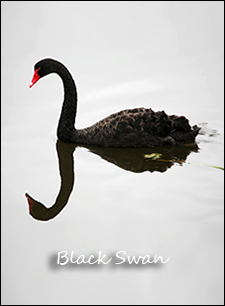 Black Swan