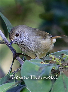 Brown Thornbill