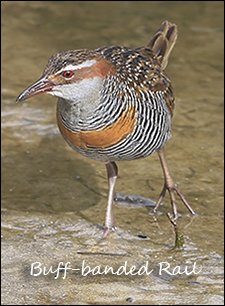 Buff-banded Rail