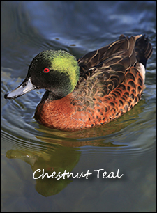 Chestnut Teal