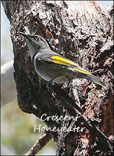 Crescent Honeyeater