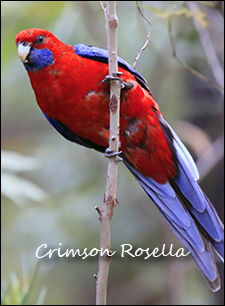 Crimson Rosella