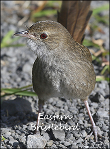 Eastern Bristlebird