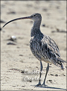 Eastern Curlew