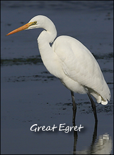 Great Egret