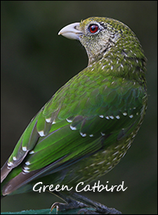 Green Catbird