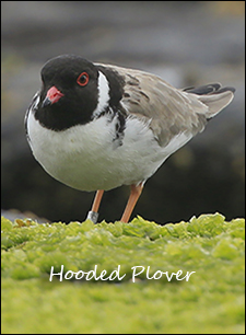 Hooded Plover