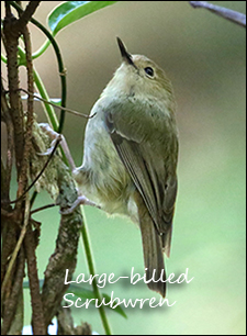 Green Catbird