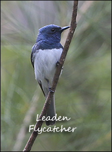 Leaden Flycatcher