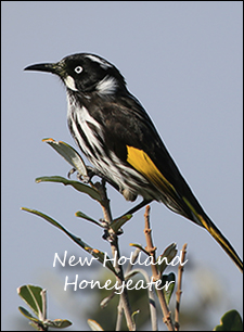 New Holland Honeyeater