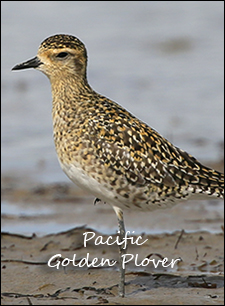 Pacific Golden Plover