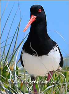 Pied Oystercatcher