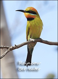 Rainbow Bee-eater