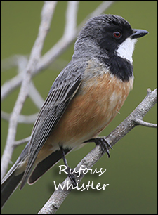 Rufous Whistler