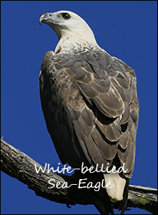 White-bellied Sea-Eagle