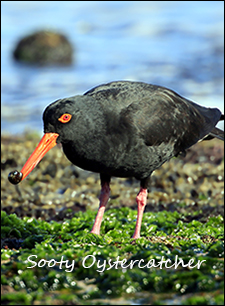 Sooty Oystercatcher