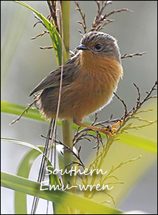 Southern Emu Wren