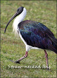 Straw-necked Ibis