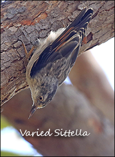 Varied Sittella