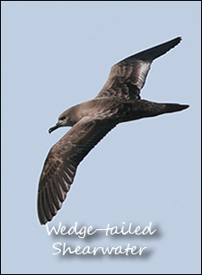 Wedge-tailed Shearwater