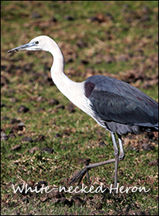 White-necked Heron