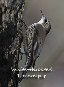 White-throated Treecreeper