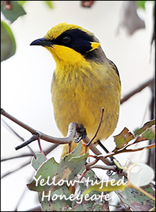 Yellow-tufted Honeyeater