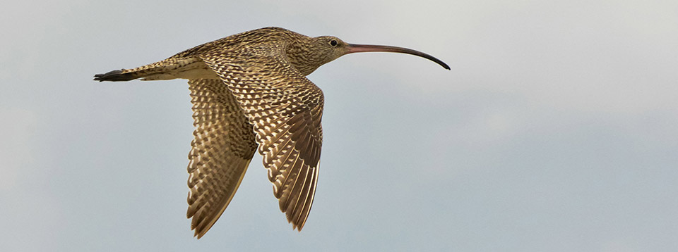 Eastern Curlew