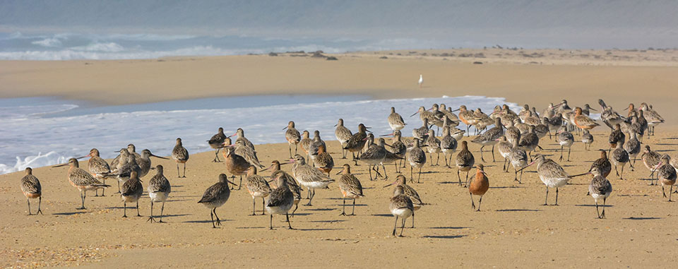 Bar-tailed Godwits