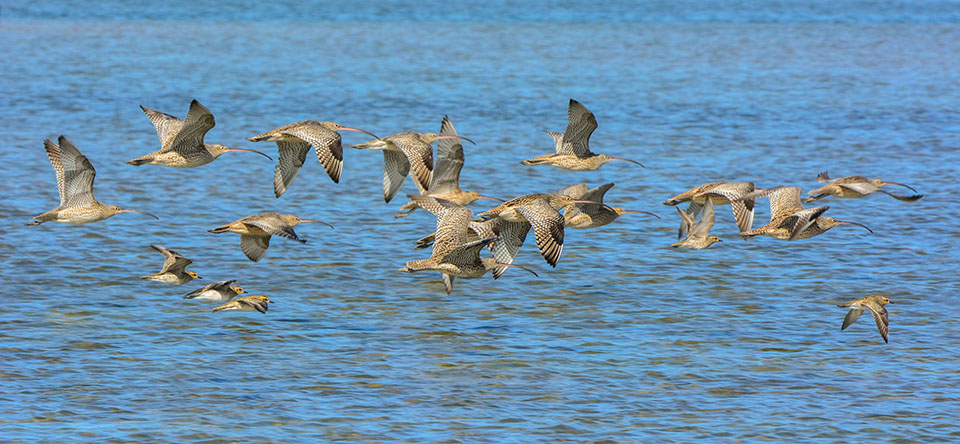 Eastern Curlews and Pacific Golden Plovers